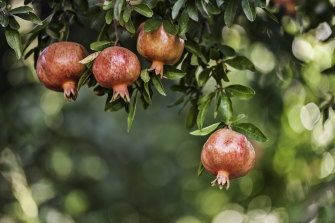 Versatile and pretty: the pomegranate.