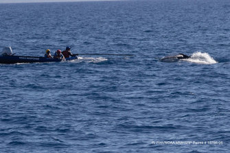American officials remove mooring line and a buoy from a young humpback whale off Ukumehame, Maui, in January.