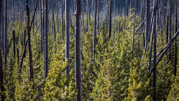 Trees, and new growth, after a forest fire in Yellowstone National Park in October.