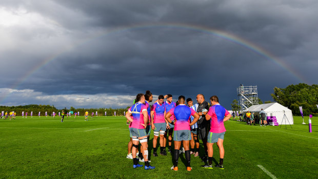 Pot of gold: Wallabies go about their business ahead of Saturday's big game. 