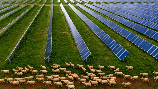 Sheep graze on a solar farm at Dubbo in June this year. 