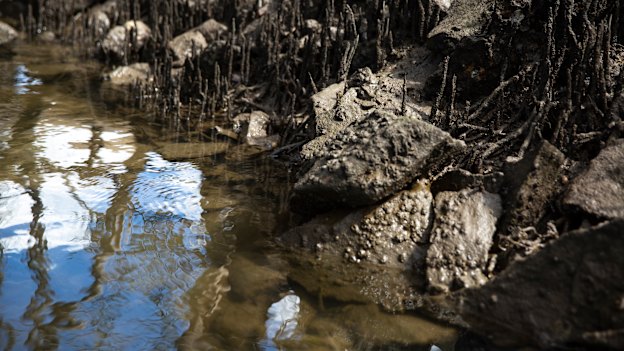 Axe work and fire were used to clear a section of Gibson Island so plague victims could be buried in 1900. 