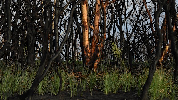After fires ripped through Crowdy Bay National Park in November last year, there are signs of recovery.