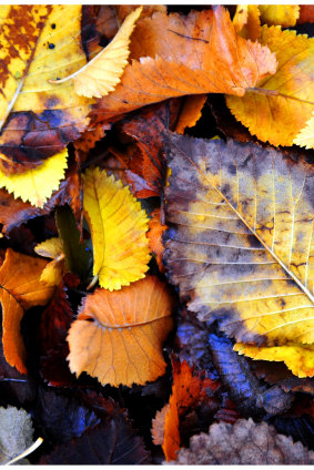 Now is the time to collect fallen leaves a to create leaf mould.