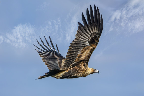 Australian wedge tailed eagle flying in the skies above Central Victoria