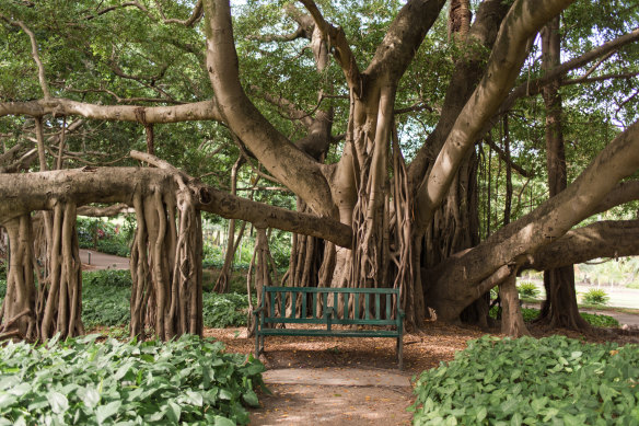 A fig tree in Brisbane’s Botanic Gardens.