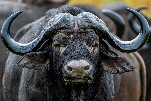 Buffalos, the most underrated of Africa’s Big Five, are the most feared of all by humans for their unpredictability.