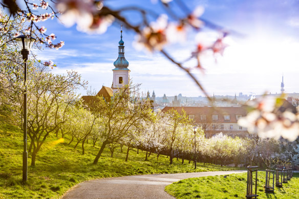Pink and white blossoms arrive at Petrin Hill around mid-March.