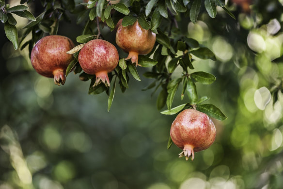 Versatile and pretty: the pomegranate.