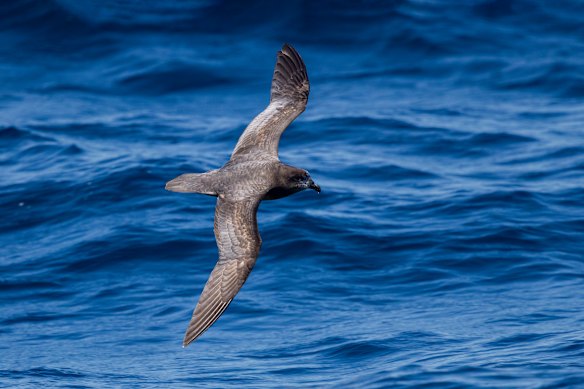 The first confirmed case of H5N1 in Australia was detected in Western Australia.