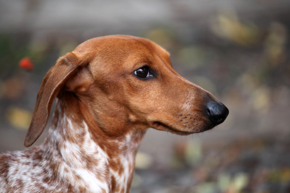 Research looked at small, long-nosed breeds, such as miniature dachshunds.
