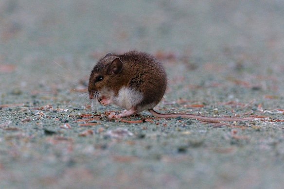 According to the CDC, the most common hantavirus that causes HPS in the US is spread by the deer mouse.
