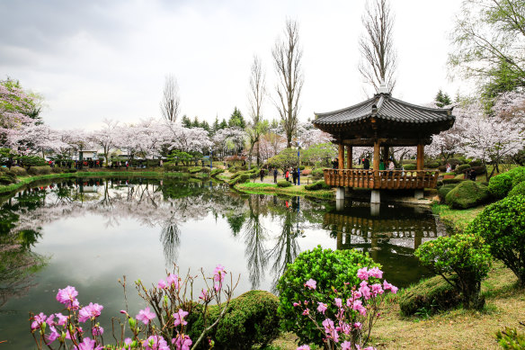 Cherry blossoms on a lake in Bomun, Gyeongju.