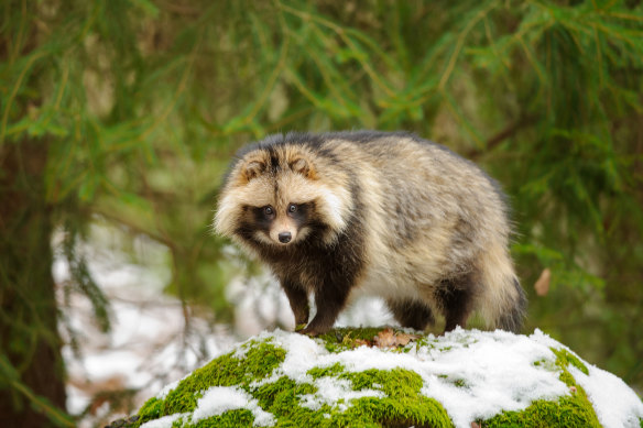 Raccoon dogs are related to foxes and are known to be able to transmit the coronavirus.