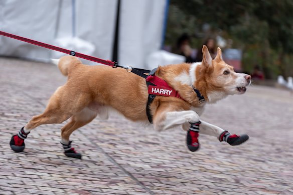 Harry on patrol in Fed Square.
