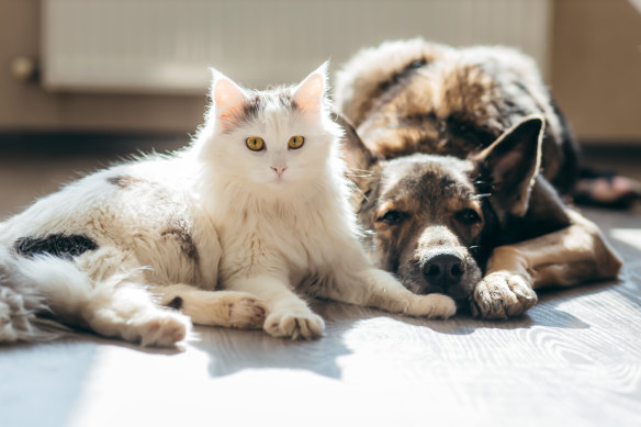 Experts believe dementia in cats and dogs is more common than reported.