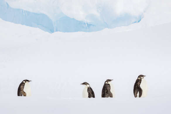 Juvenile emperor penguins (Aptenodytes forsteri) photographed in the icy landscape of the Antarctic Peninsula.