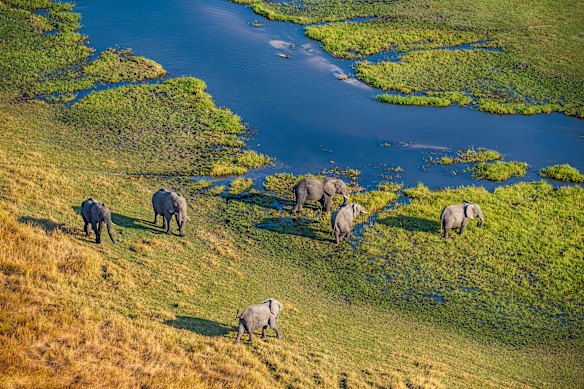 An elephant herd grazes by the Khwai River within the Okavango Delta