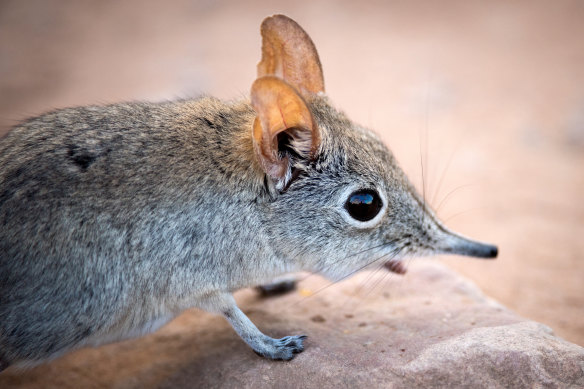 The ancient mammals that left behind key tooth and jaw fossils resembled modern-day insect-eating shrews, Professor Kris Helgen from the Australian Museum said.