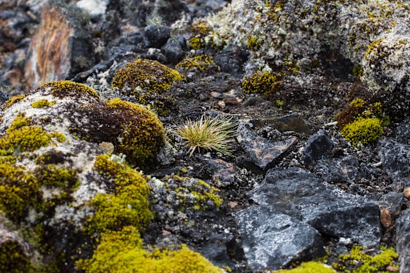 Antarctic hair grass on the South Shetlands.
