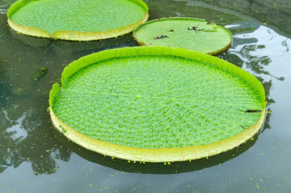 Victoria Amazonica, grown in the greenhouse.