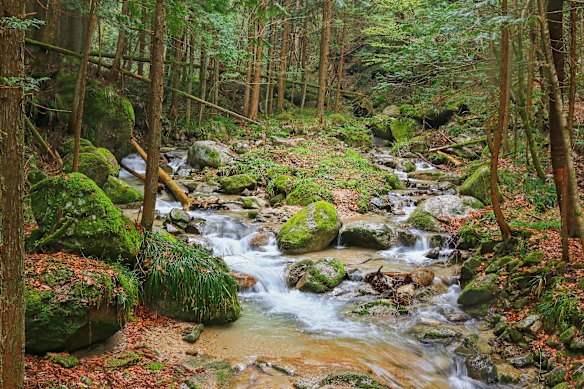 Worth the thigh burn … a moss-covered stream along the Nakasendo trail.
