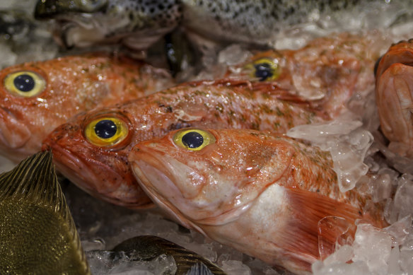 Slow-growing orange roughy are found around the southern half of the continent.