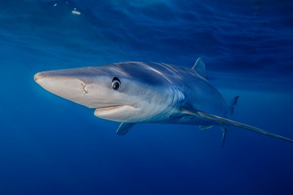 Blue sharks make up 91 per cent of the bycatch in the Lord Howe Rise and South Tasman Sea.