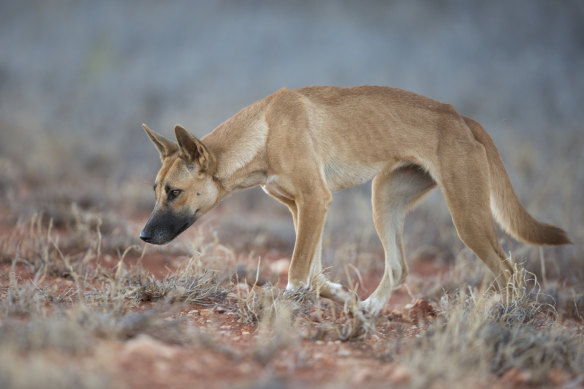 A dingo has attacked a woman on K’gari. File image.