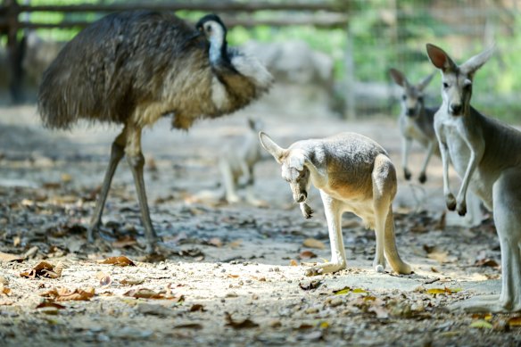The emu and the kangaroo can’t move backwards, hence their place on Australia’s coat of arms.