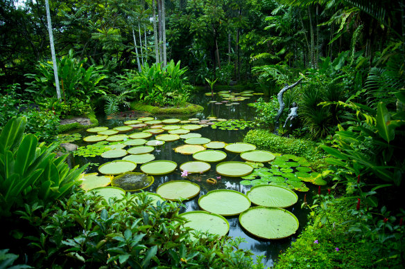 Lily Pads in Singapore Botanic Gardens.