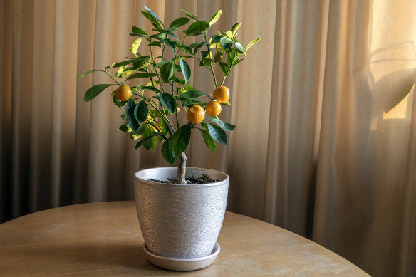 Keeping fruit trees in pots makes them easy to move around your home or garden.