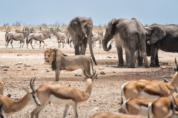 Beware of the locals: Etosha National Park in Namibia.