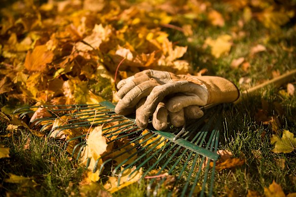 Whatever you do, don’t send your autumn leaves off in the green waste.