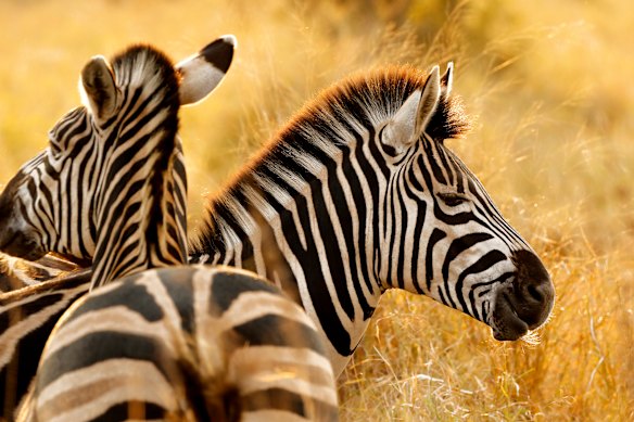 On a self-drive safari in Kruger National Park’s there’s the chance to admire “interlaced zebras napping in the sun”.