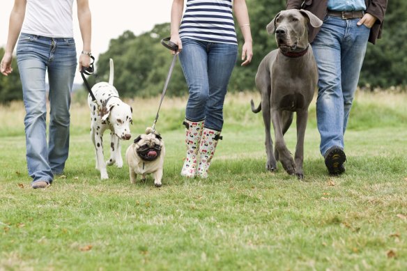 The study showed the risks of injury to dog walkers, particularly women, and people over 65.