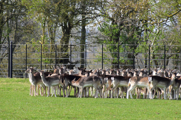 Deer in the grounds of Burghley Park.