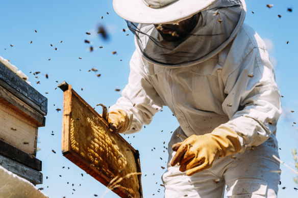 A beekeeper collecting honey.