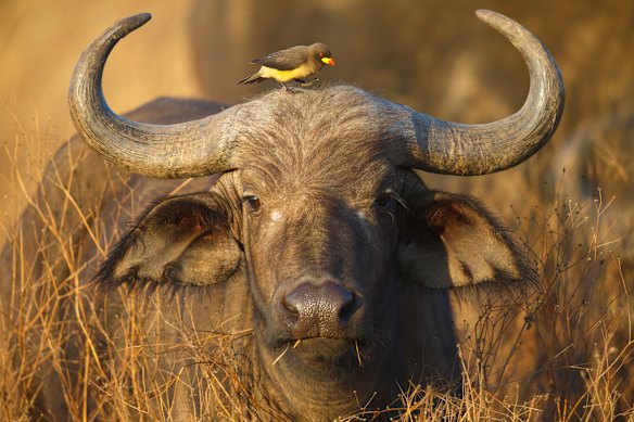 A Cape buffalo.