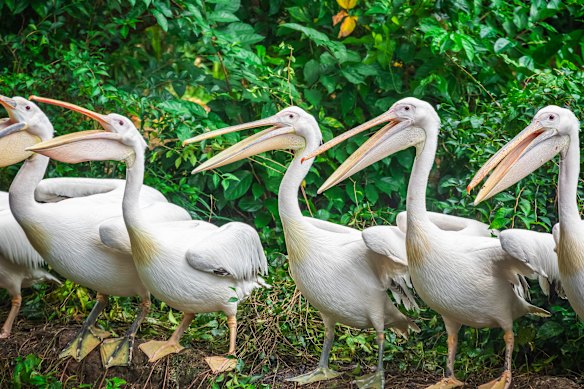 Pelicans are among the species susceptible to bird flu. 