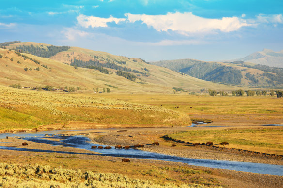 Bison crossing the Lamar Valley, Yellowstone National Park.