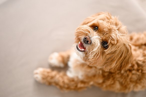 We don’t just impugn a blameless animal, when we lazily use this cliché. We impugn the noblest animal of them all.