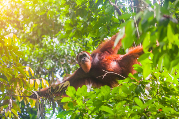 There are many lesser-visited natural wonderlands. Pictured: Sumatran orangutan in Gunung Leuser National Park.