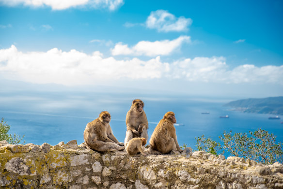 Macaques waiting for a welcome.