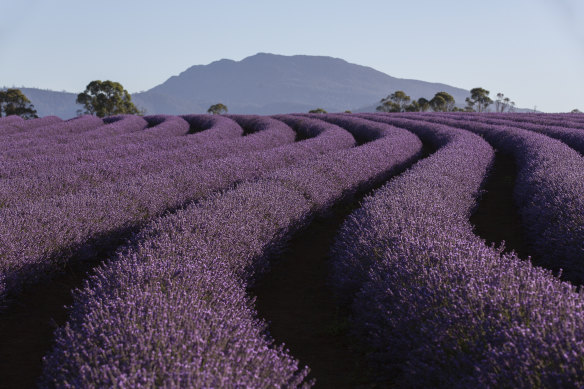 Bridestowe Estate is among the world’s largest lavender farms.