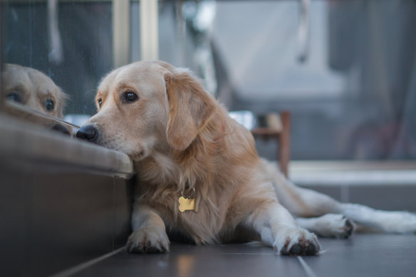 According to a study, one in five of the nation’s 4.6 million pet dogs – and a quarter of all pet cats – were acquired during the pandemic.