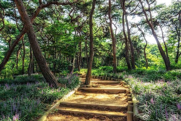 Serene Achasen and its pine forest.