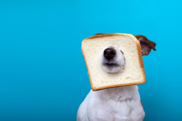 Both man and dog know: kumara is OK, but it’s not toast.