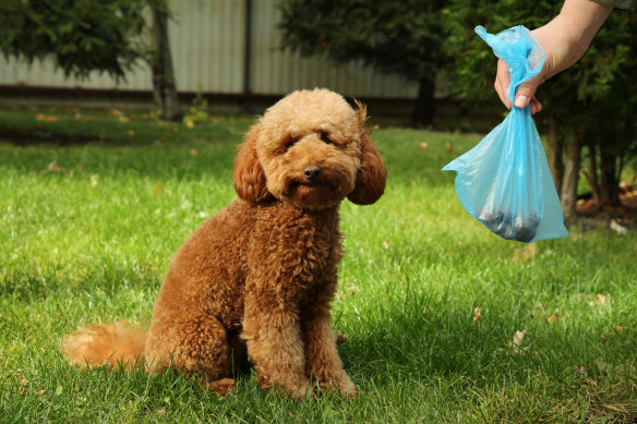Rachel Clun didn’t anticipate that she’d be picking up a stranger’s dog’s poo in order to have a roof over her head.