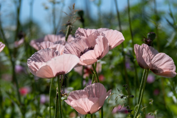 More is more when it comes to spring flowers, like pink poppies.